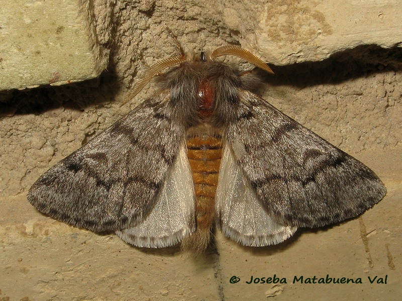 Noctuidae della fine settimana scorsa